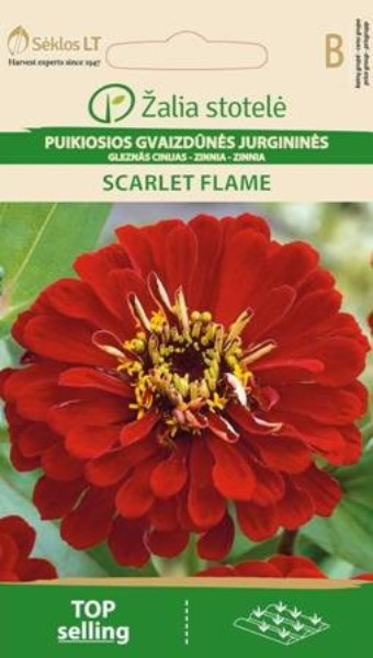 Sėklos puikiosios gvaizdūnės jurgininės SCARLET FLAME 1 g