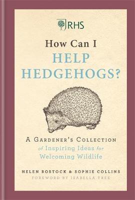 How Can I Help Hedgehogs? Ideas for Welcoming Wildlife