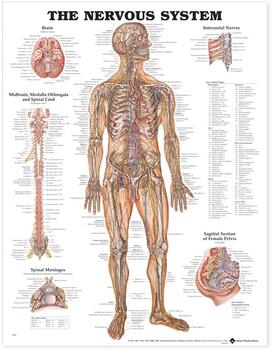 The Nervous System