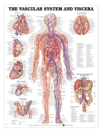 Vascular System and Viscera (poster)
