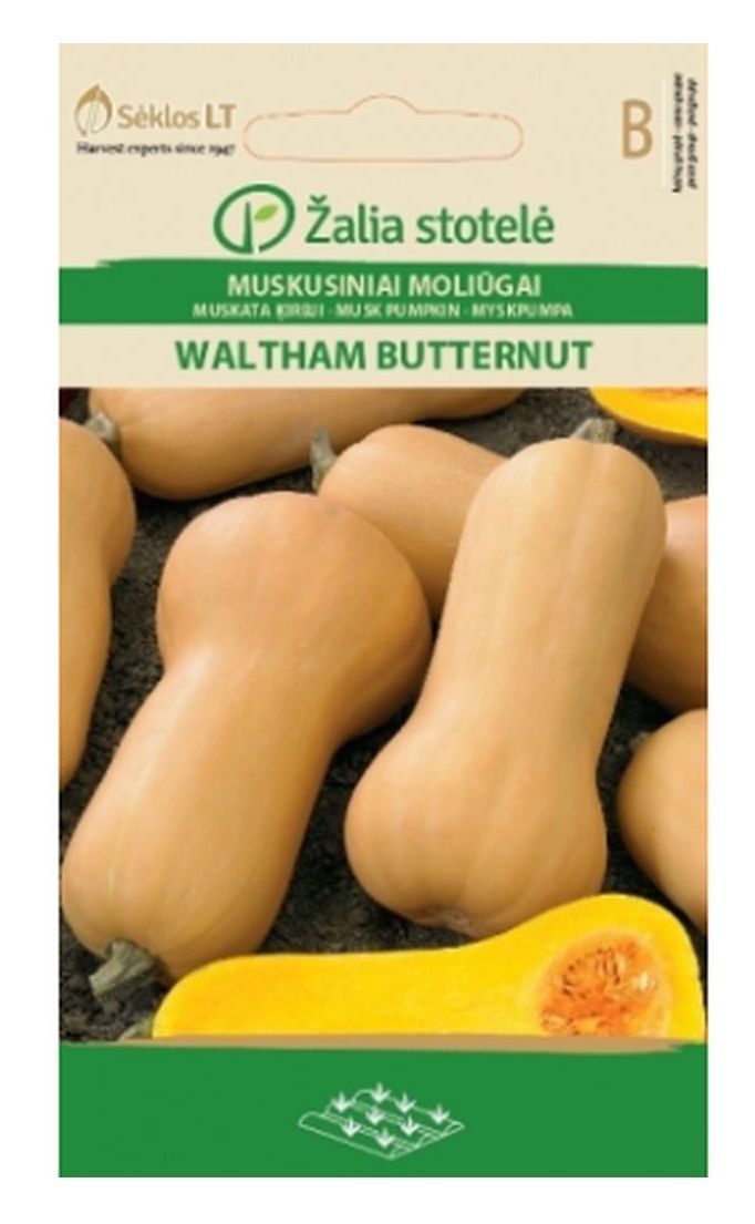 Muskusinių moliūgų sėklos BUTTERNUT, 2,2 g