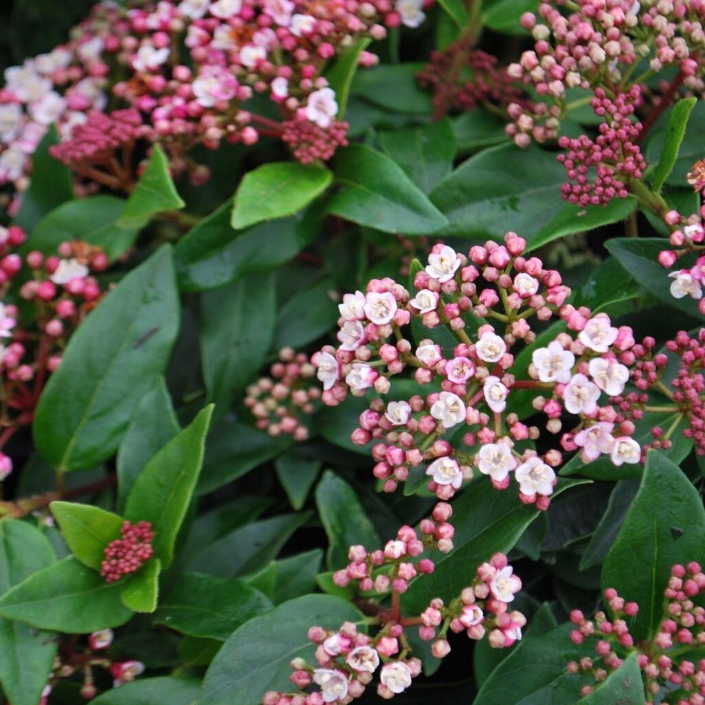 Lauko augalas graikinis putinas, lot. VIBURNUM