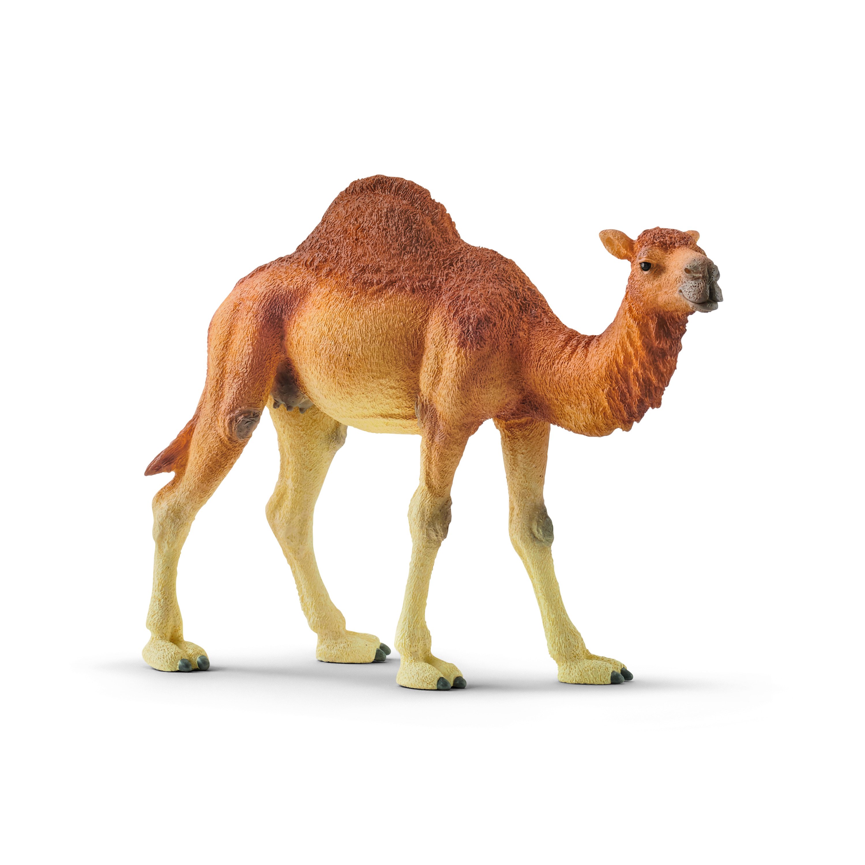 SCHLEICH WILD LIFE Vienkupris Kupranugaris