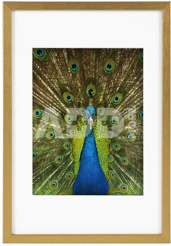 Rėmelis GB 900815 Pino gold 20x30/15x20| medinis