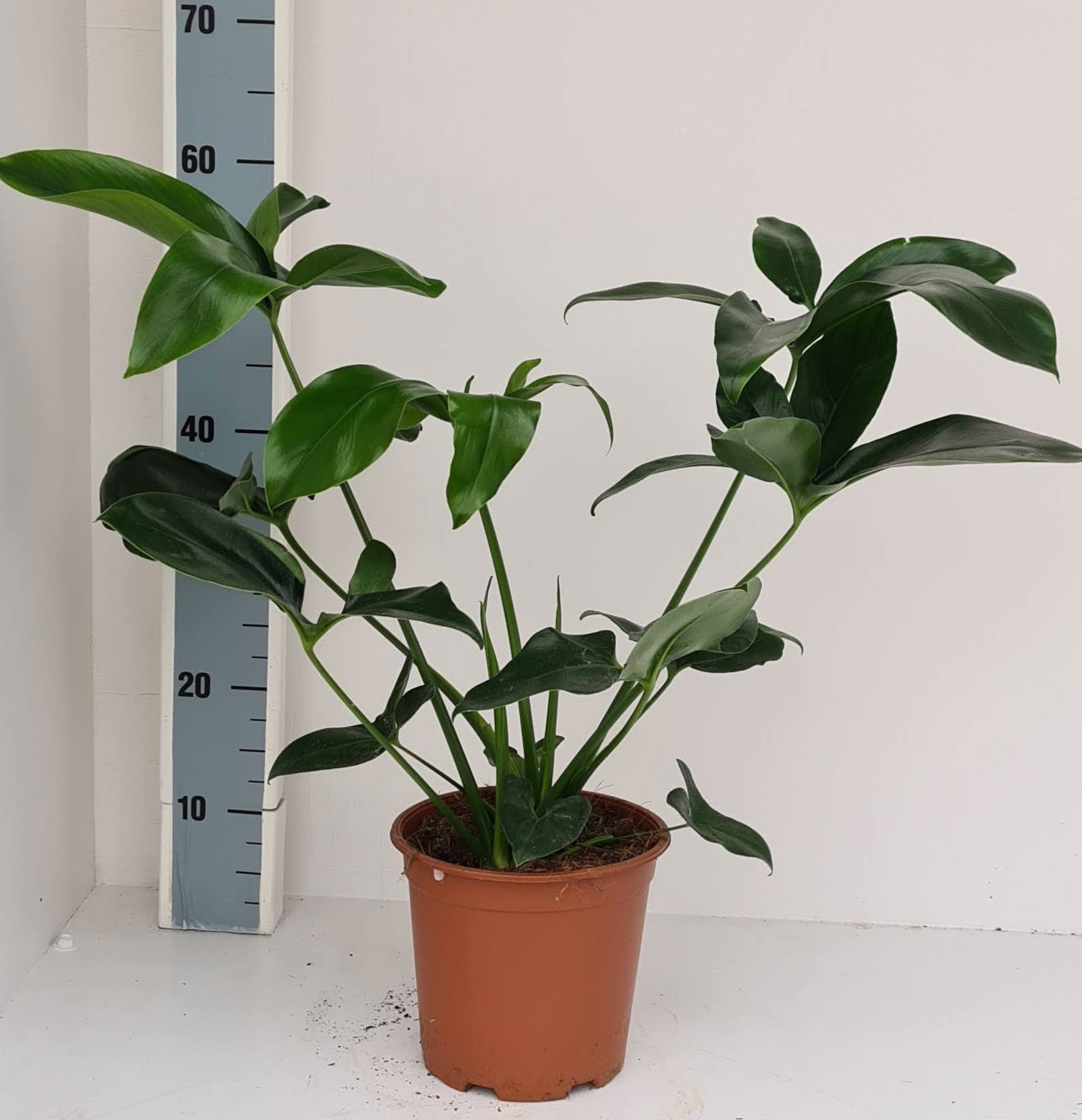 Vazoninis augalas filodendras, Ø 19, 50 - 55 cm, lot. PHILODENDRON