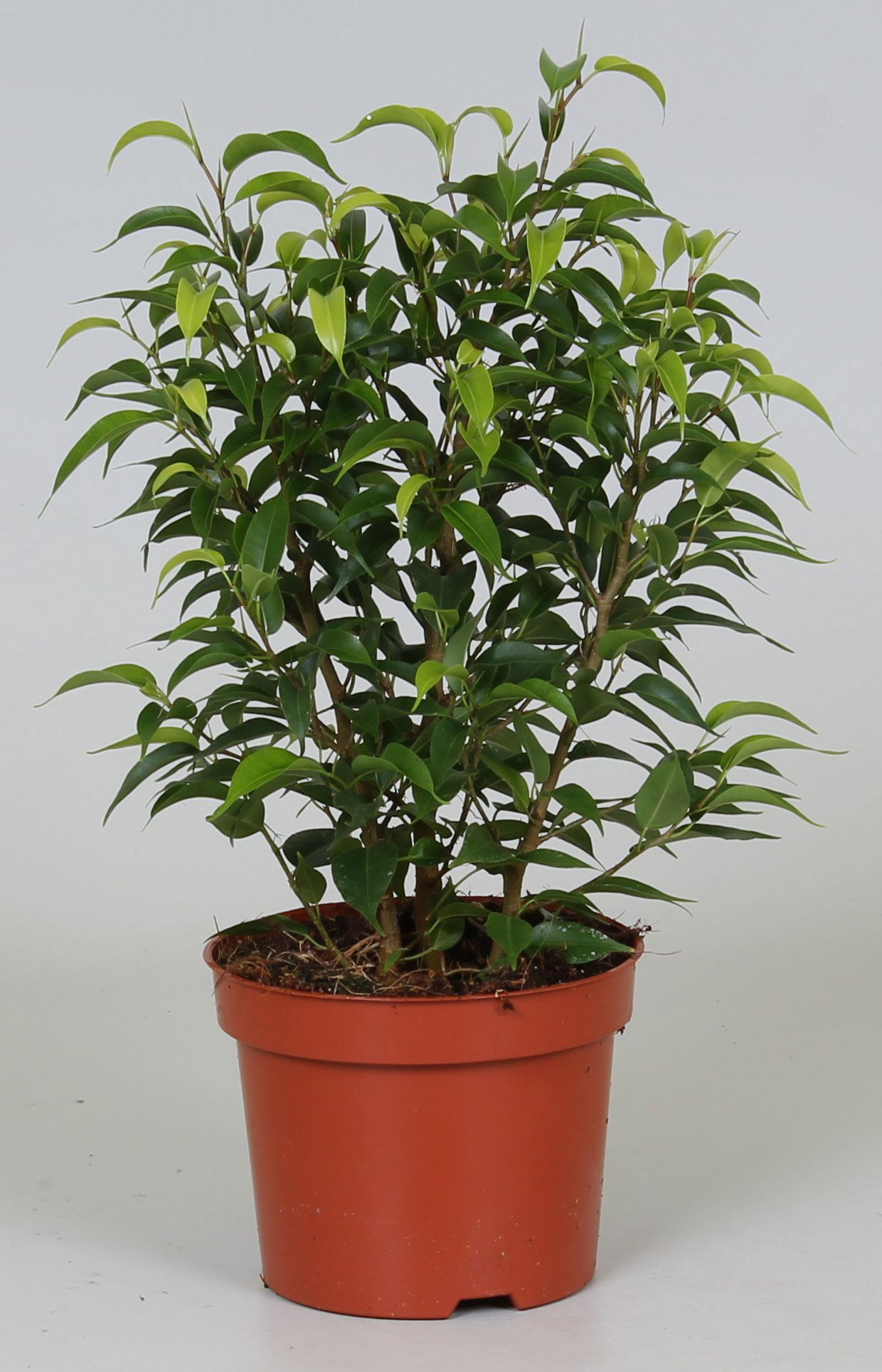 Vazoninis augalas fikusas, Ø 12, 40, cm, lot. FICUS BENJAMINA NATASJA