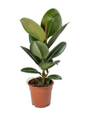 Vazoninis augalas fikusas, Ø 12, 40 cm, lot. FICUS ELASTICA