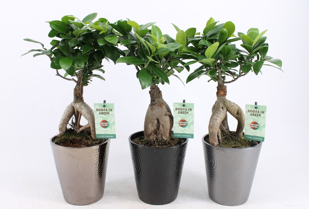 Vazoninis augalas bonsas, Ø 27, 50 cm, lot. FICUS GINSENG