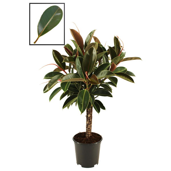 Vazoninis augalas fikusas, Ø 14, 45 cm, lot. FICUS ELASTICA