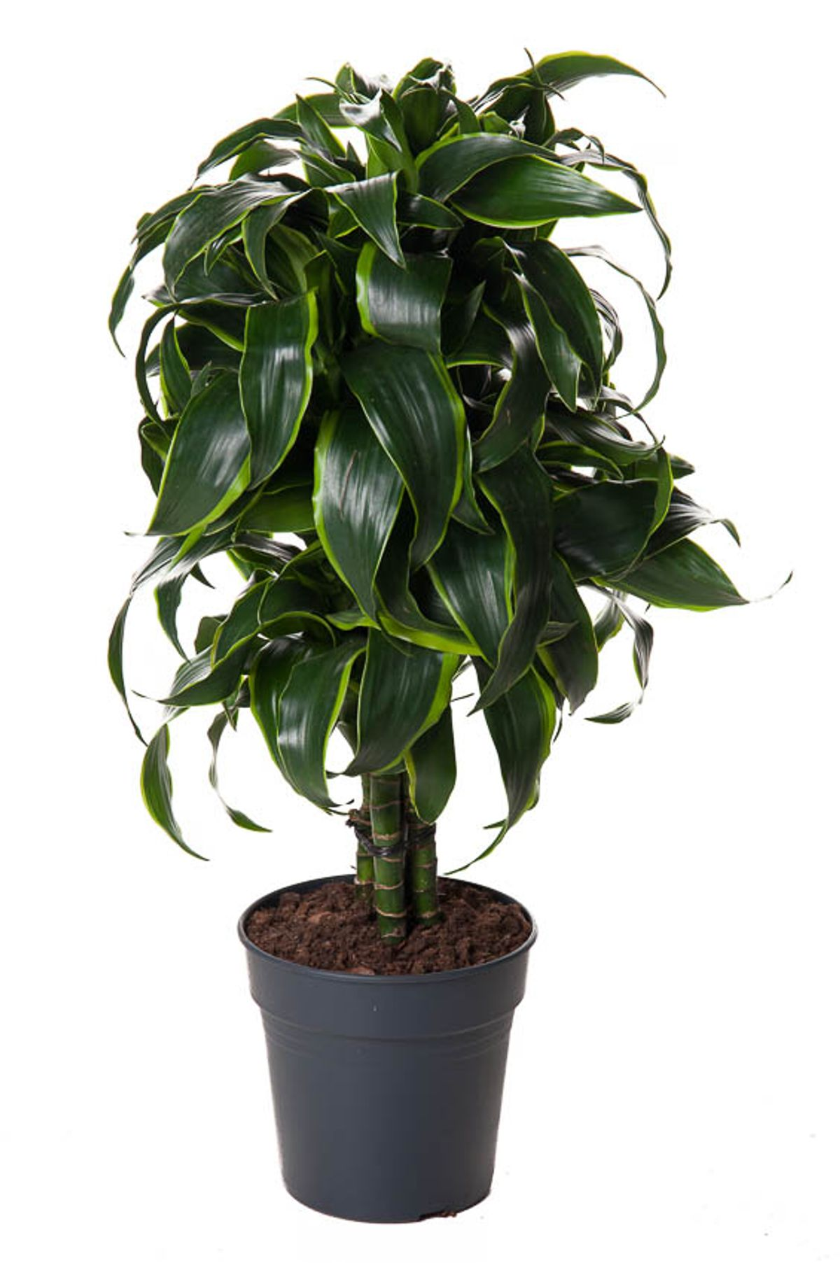 Vazoninis augalas dracena, Ø21, 100 - 110 cm, lot. DRACAENA DORADO