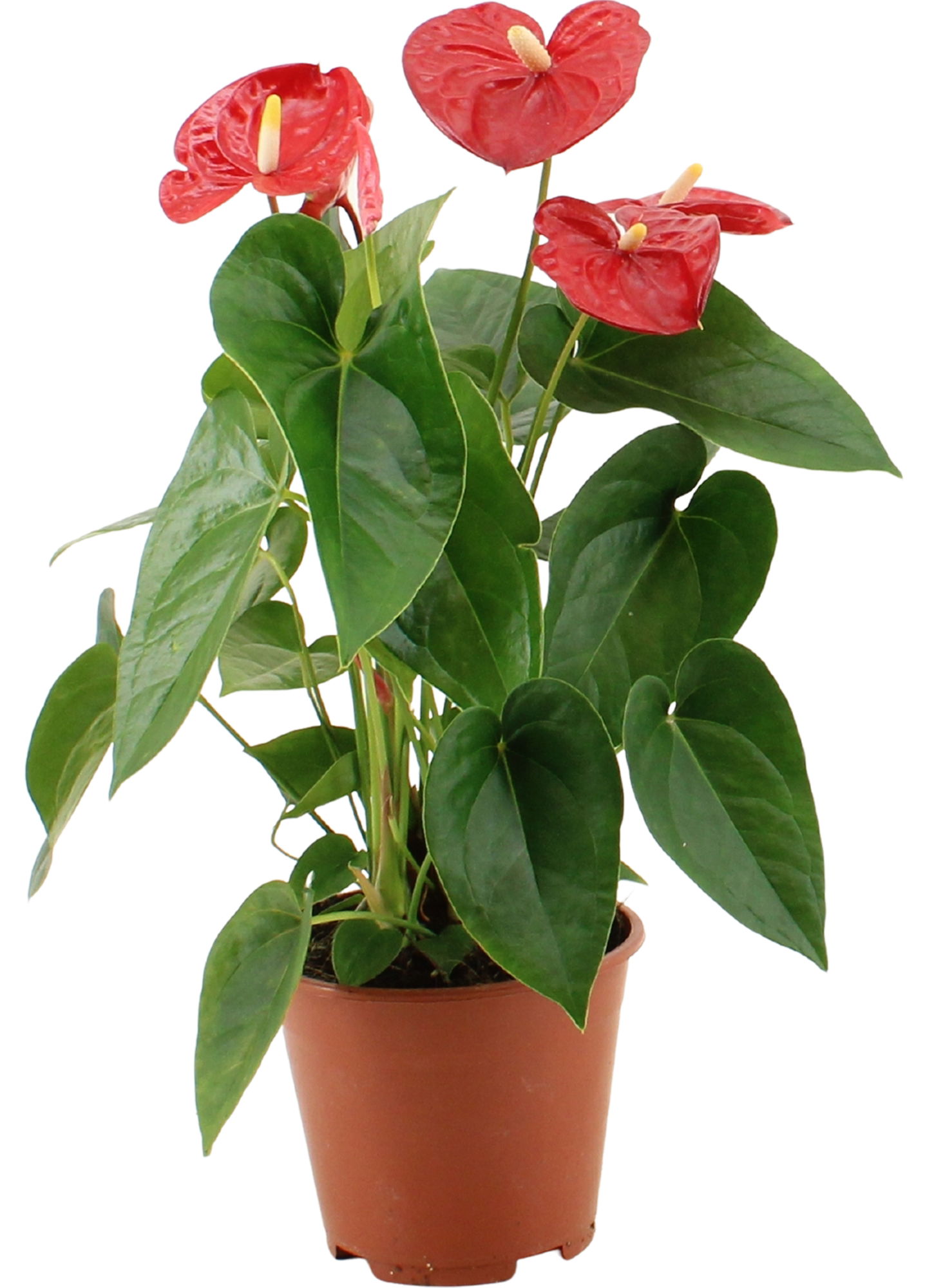 Vazoninis augalas anturis, Ø 17, 65 cm, lot. ANTHURIUM