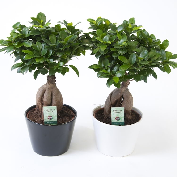 Vazoninis augalas fikusas, vazone, Ø 19, 42 cm, lot. FICUS GINSENG