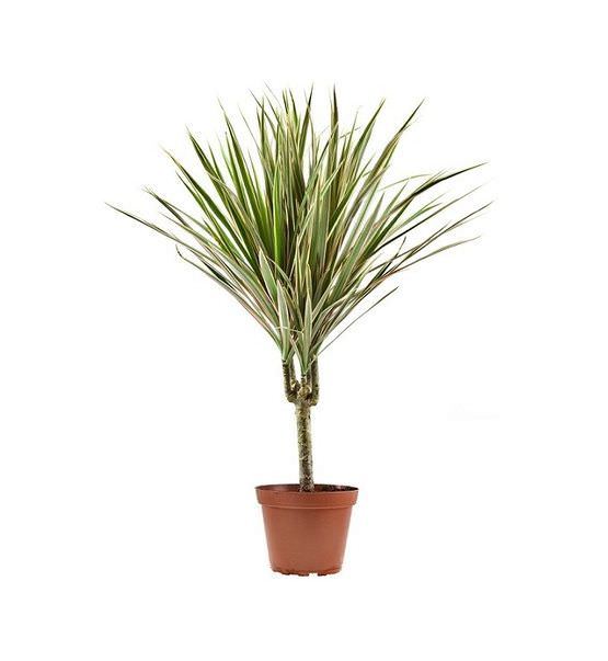 Vazoninis augalas dracena, Ø 17, 70 cm, lot. DRACAENA COMPACTA MIX