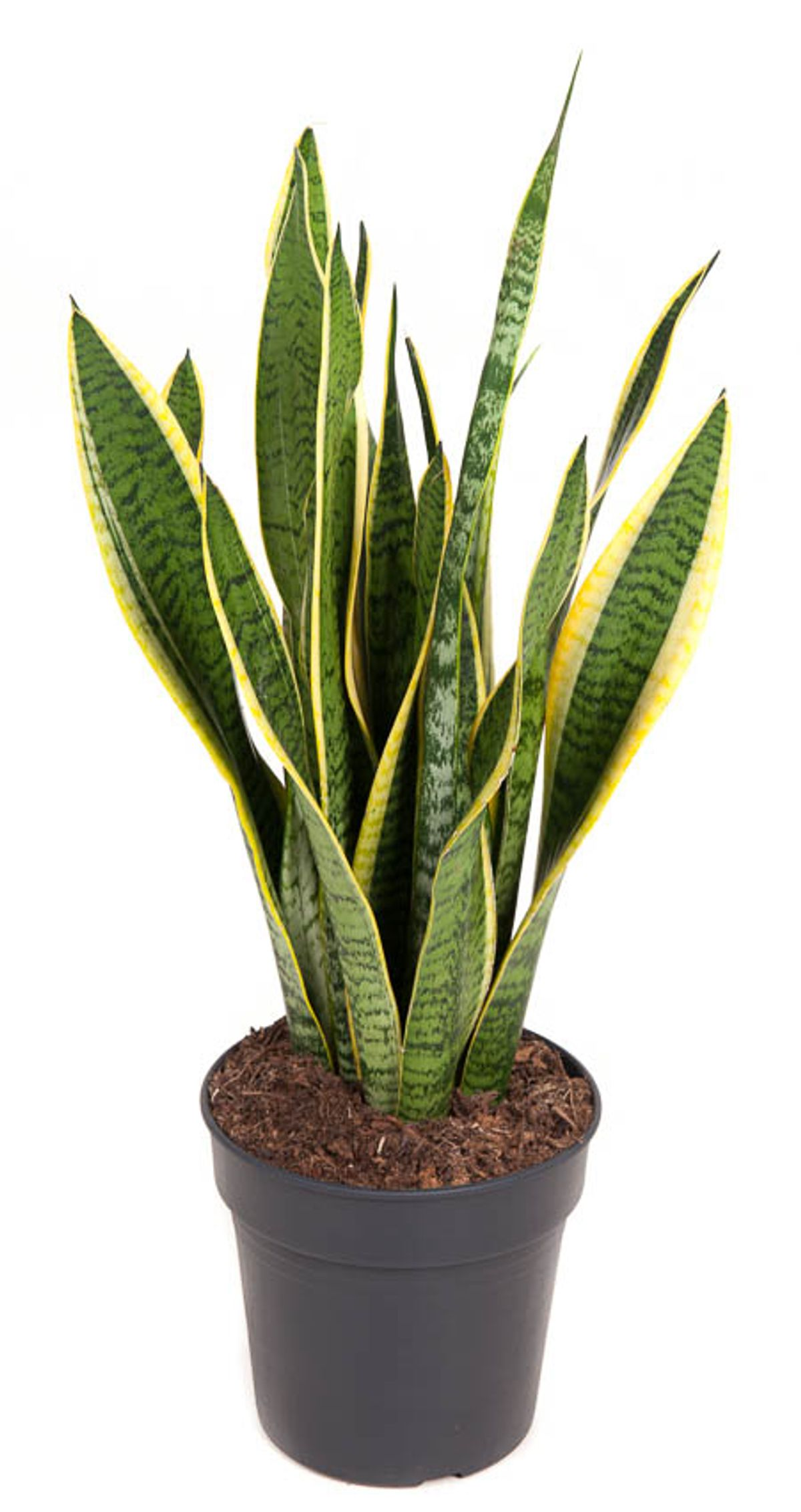 Vazoninis augalas sansevjera, Ø19, 60 - 70 cm, lot. SANSEVIERIA TRIFASCIATA LAURENTII