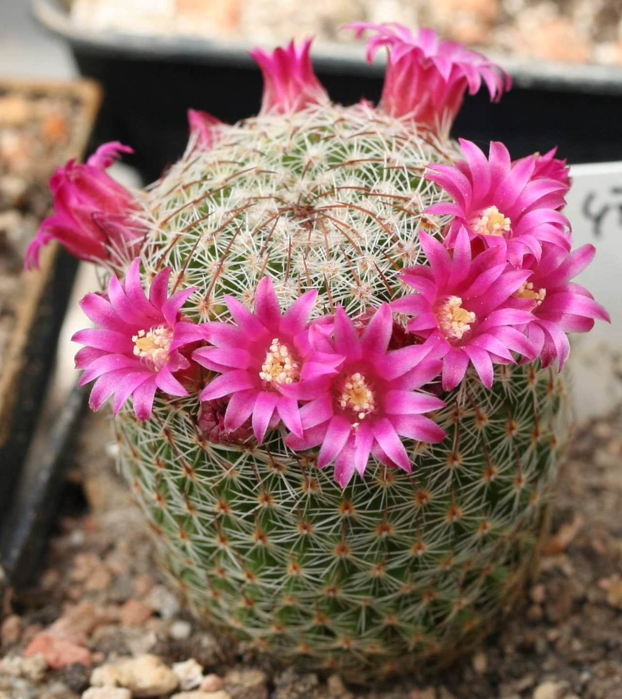 Vazoninis augalas mamiliarija, Ø 8, 10 cm, lot. MAMMILLARIA MIX