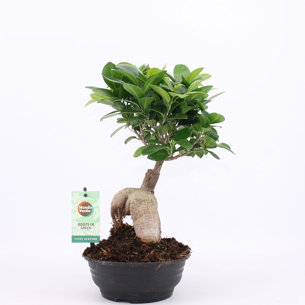 Vazoninis augalas fikusas, Ø 16, 35 cm, lot. FICUS GINSENG