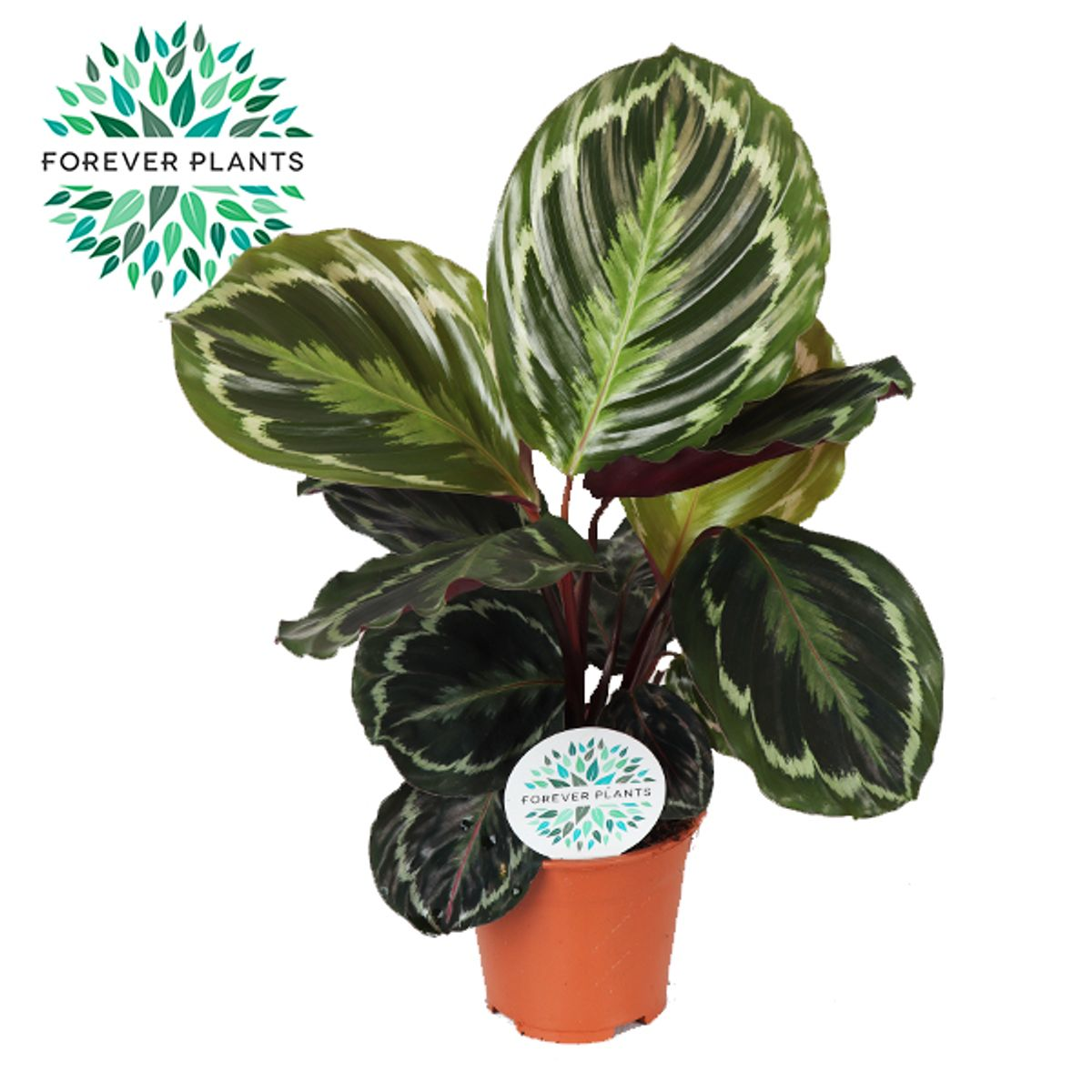 Vazoninis augalas kalatėja, Ø 14, 45 cm, lot. CALATHEA MEDALLION