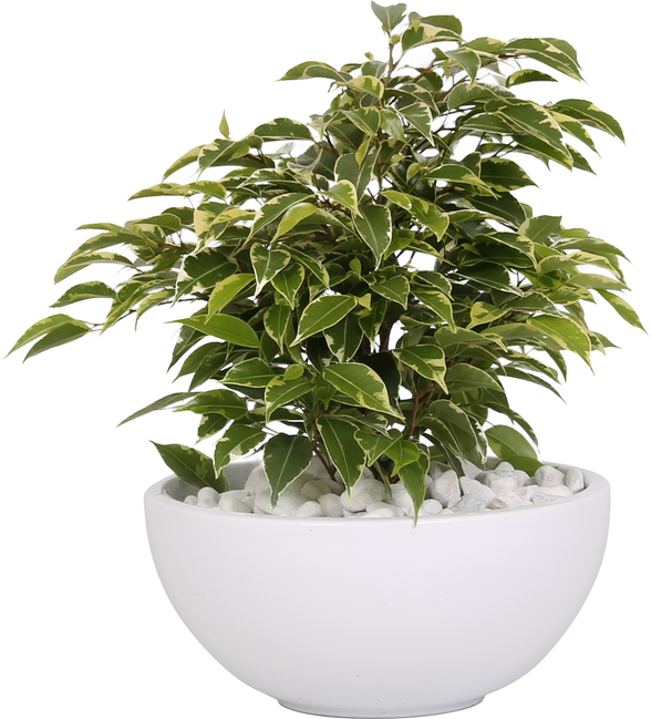 Vazoninis augalas fikusas, vazone, Ø 22, 40 cm, lot. FICUS GREEN KINKY