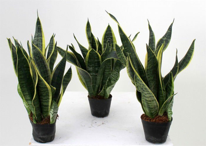 Vazoninis augalas sansevjera, Ø 12, 40 cm, lot. SANSEVIERIA