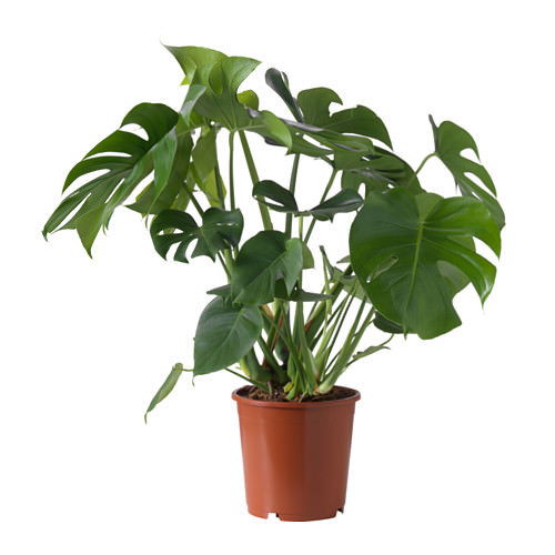 Vazoninis augalas monstera, Ø14, 45 cm, lot. MONSTERA DELICIOSA