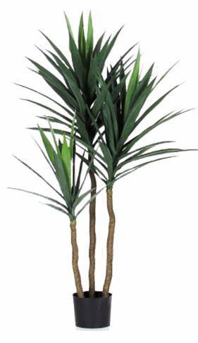 Vazoninis augalas dracena, Ø 17, 50 cm, lot. DRACAENA Fragrans mix