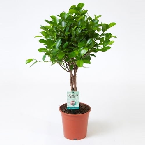 Vazoninis augalas bonsas, Ø 20, 45 cm, lot. FICUS MICR. GINSENG