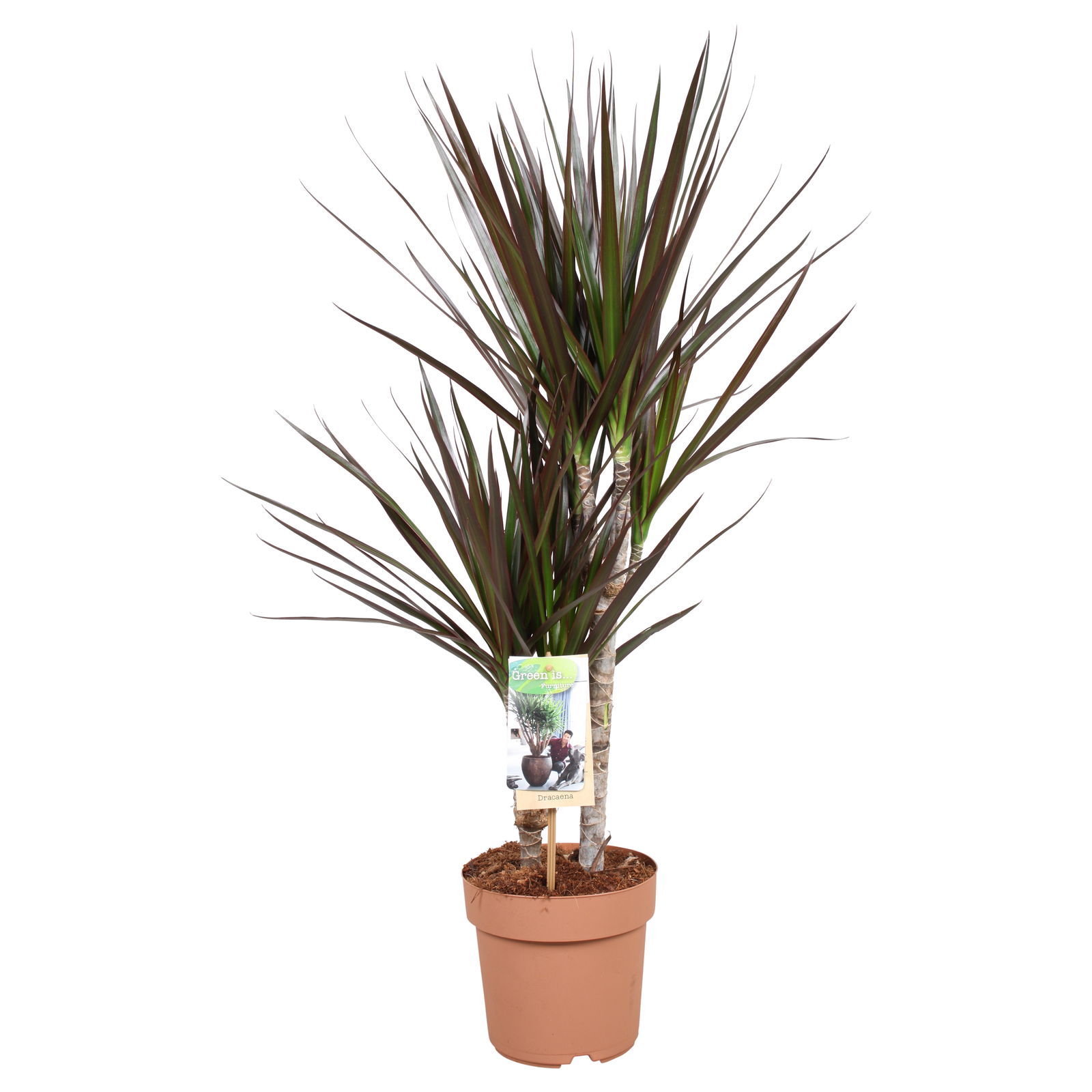 Vazoninis augalas dracena, Ø 24, 130 cm, lot. DRACAENA