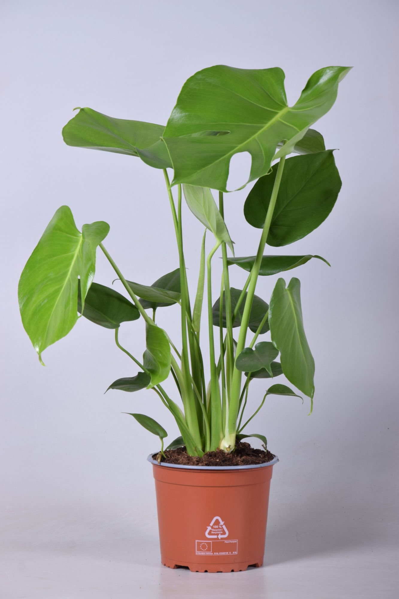 Vazoninis augalas monstera, Ø 17, 60 cm, lot. MONSTERA DELICIOSA