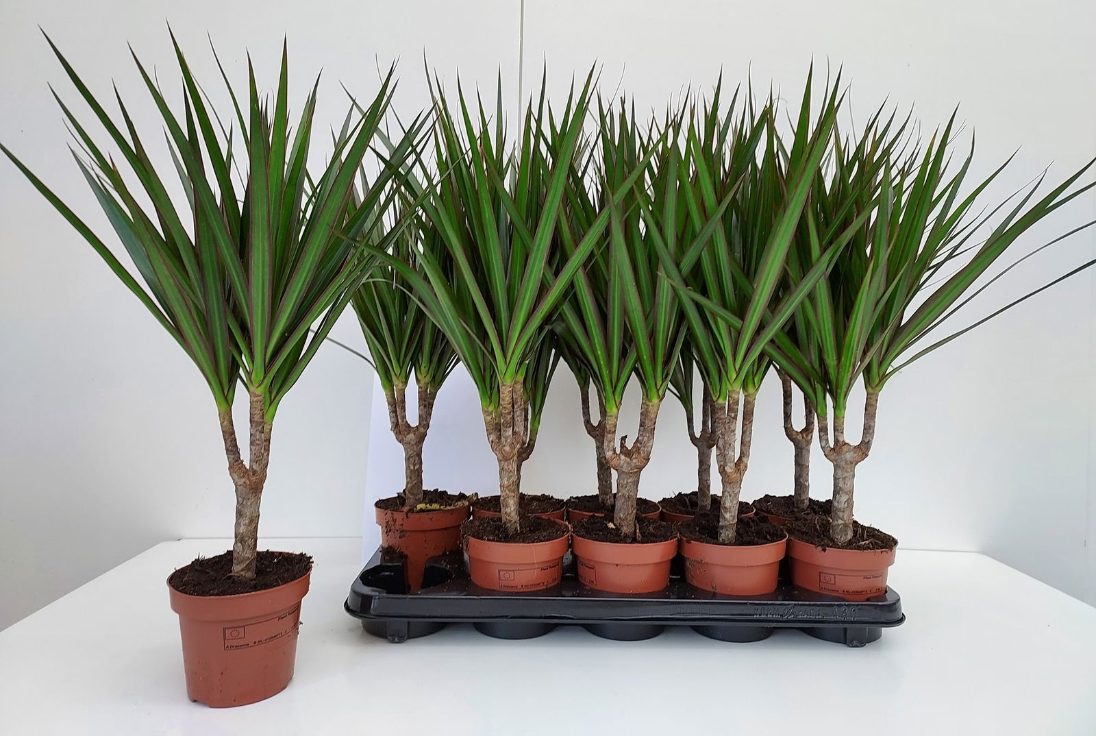 Vazoninis augalas dracena, Ø 12, 50 cm, lot. DRACAENA Fragrans mix