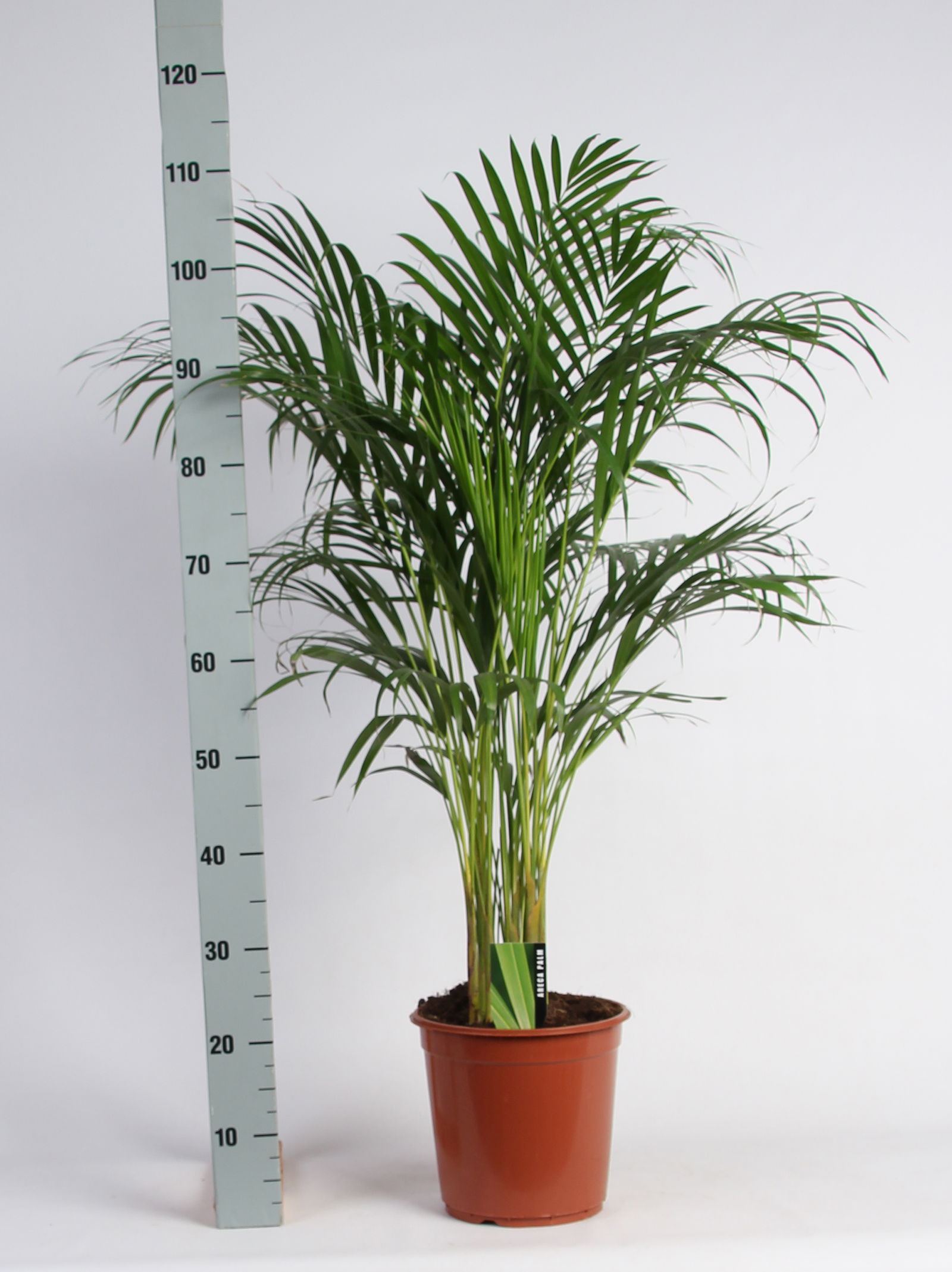 Vazoninis augalas dipsis, Ø 24, 120 cm, lot. DYPSIS Lutescens