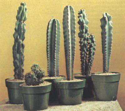 Vazoninis augalas kaktusas, Ø 10, 30 cm, lot. CACTUS ARR