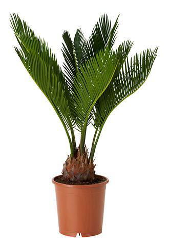 Vazoninis augalas cikas, Ø 14, 50 cm, lot. CYCAS