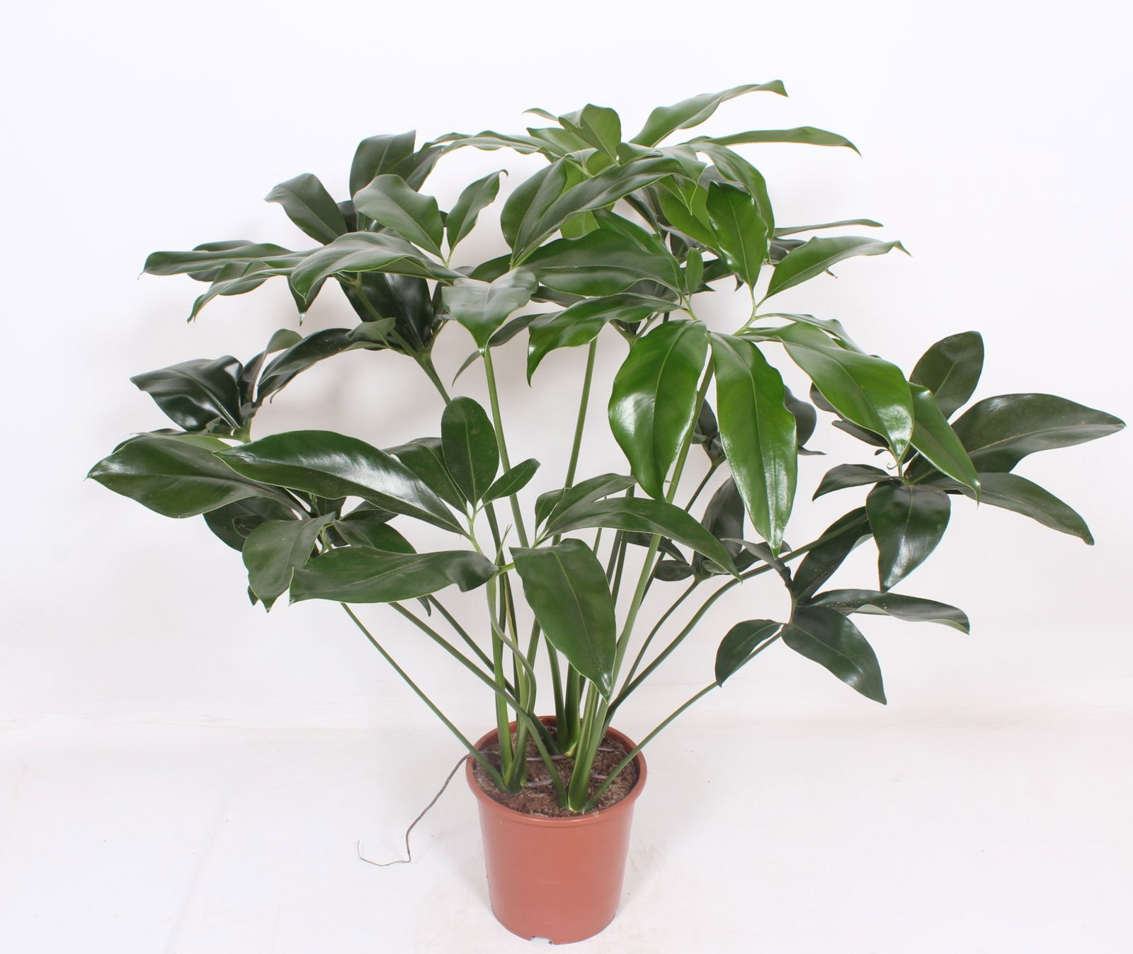 Vazoninis augalas filodendras, Ø 27, 120 cm, lot. PHILODENDRON GREEN WONDER