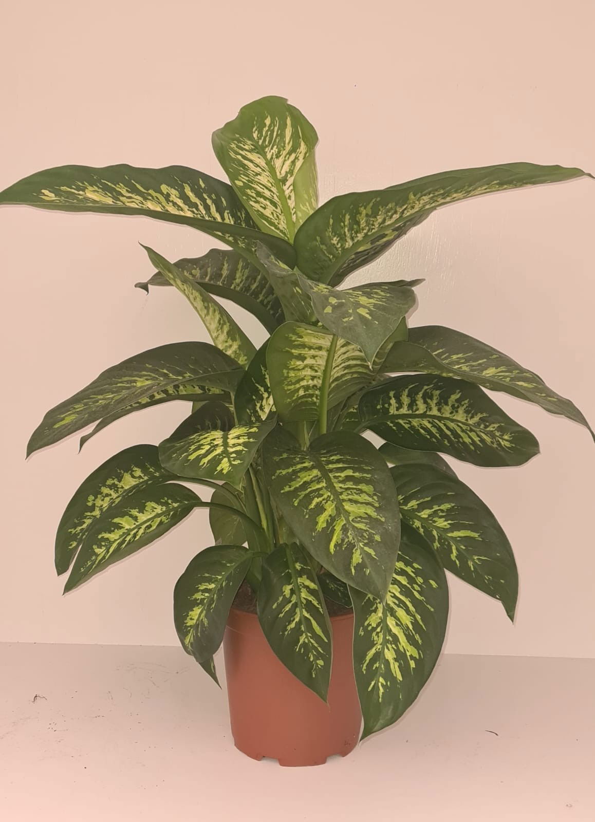 Vazoninis augalas difenbachija, Ø 24, 65 cm, lot. DIEFFENBACHIA REEVA