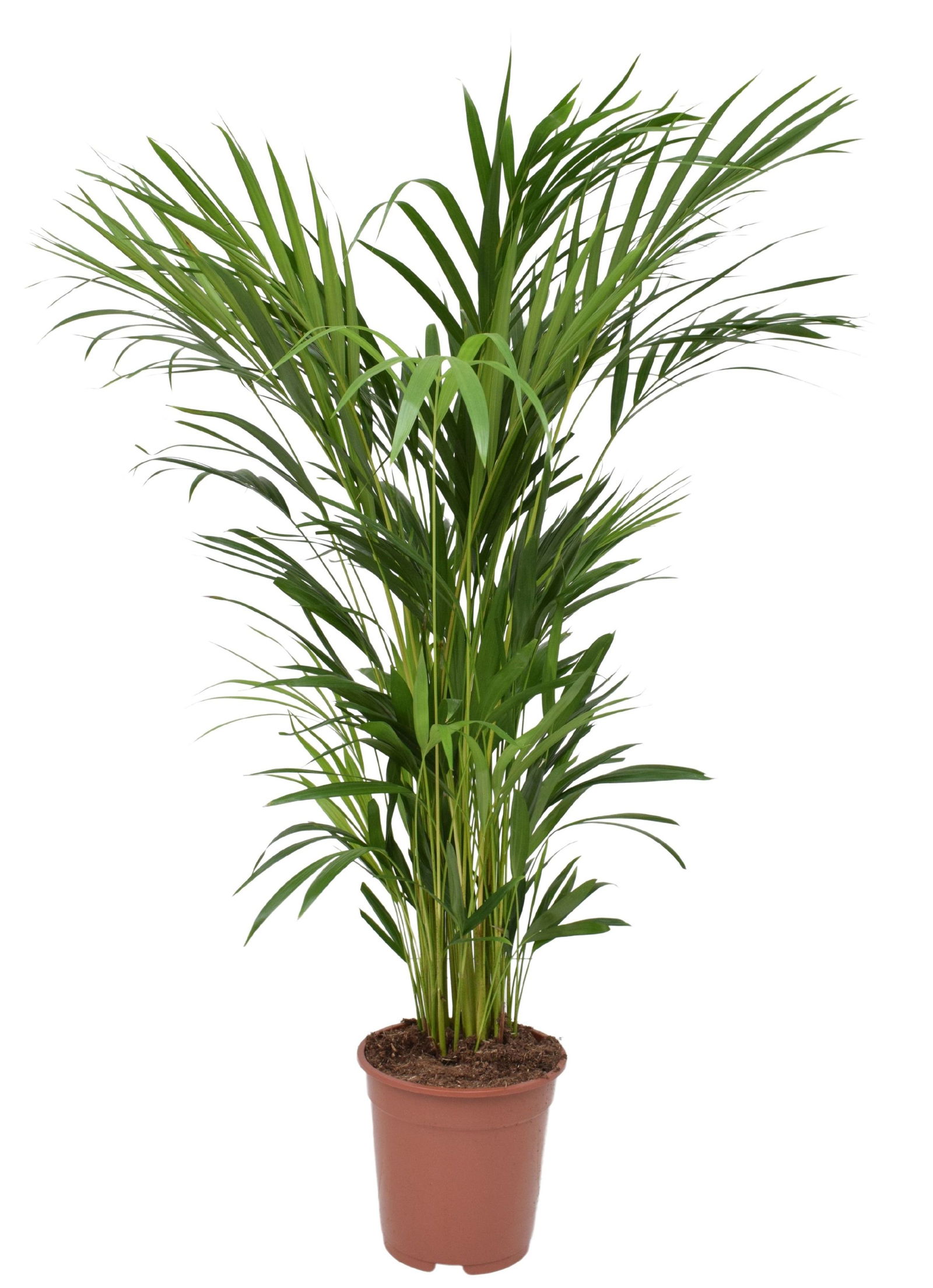 Vazoninis augalas dipsis, Ø 20, 90 cm, lot. DYPSIS Lutescens