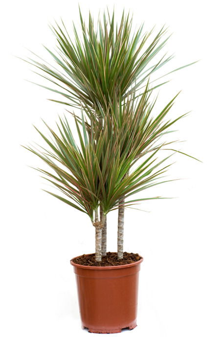 Vazoninis augalas dracena, Ø 24, 120 cm, lot. DRACAENA BICOLOR