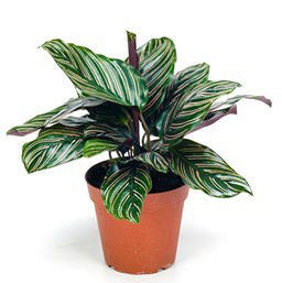 Vazoninis augalas kalatėja, Ø 12, 40 cm, lot. CALATHEA MIX