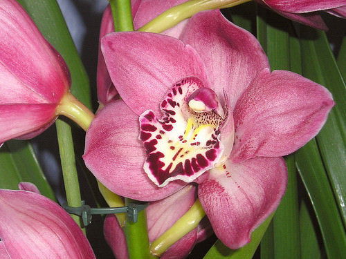 Vazoninis augalas orchidėja, Ø 14, 80 cm, lot. ORCHIDACEAE CYMBIDIUM