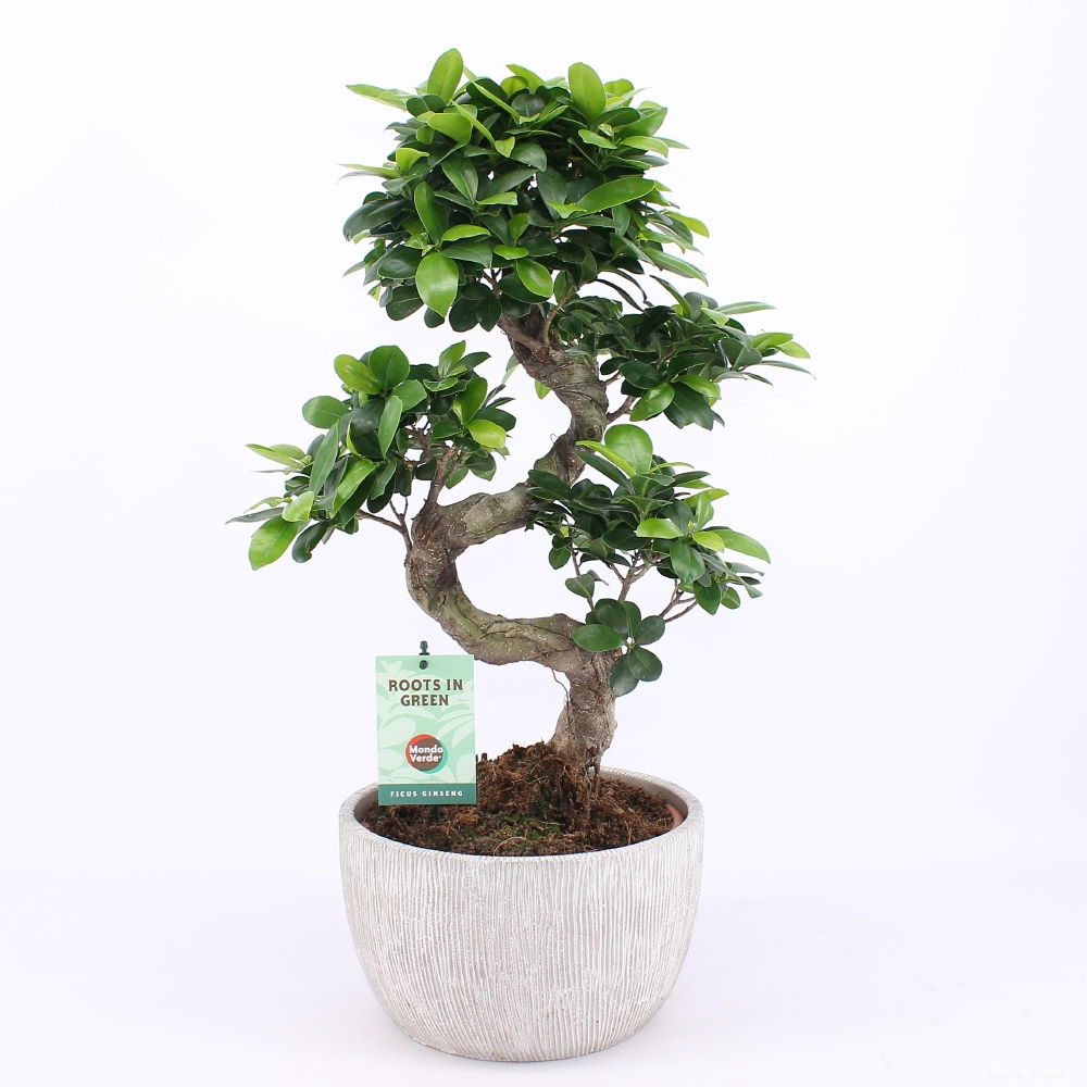 Vazoninis augalas Fikusas, vazone, Ø 24, 60 cm, lot. FICUS GINSENG S TYPE CERAMIC POT