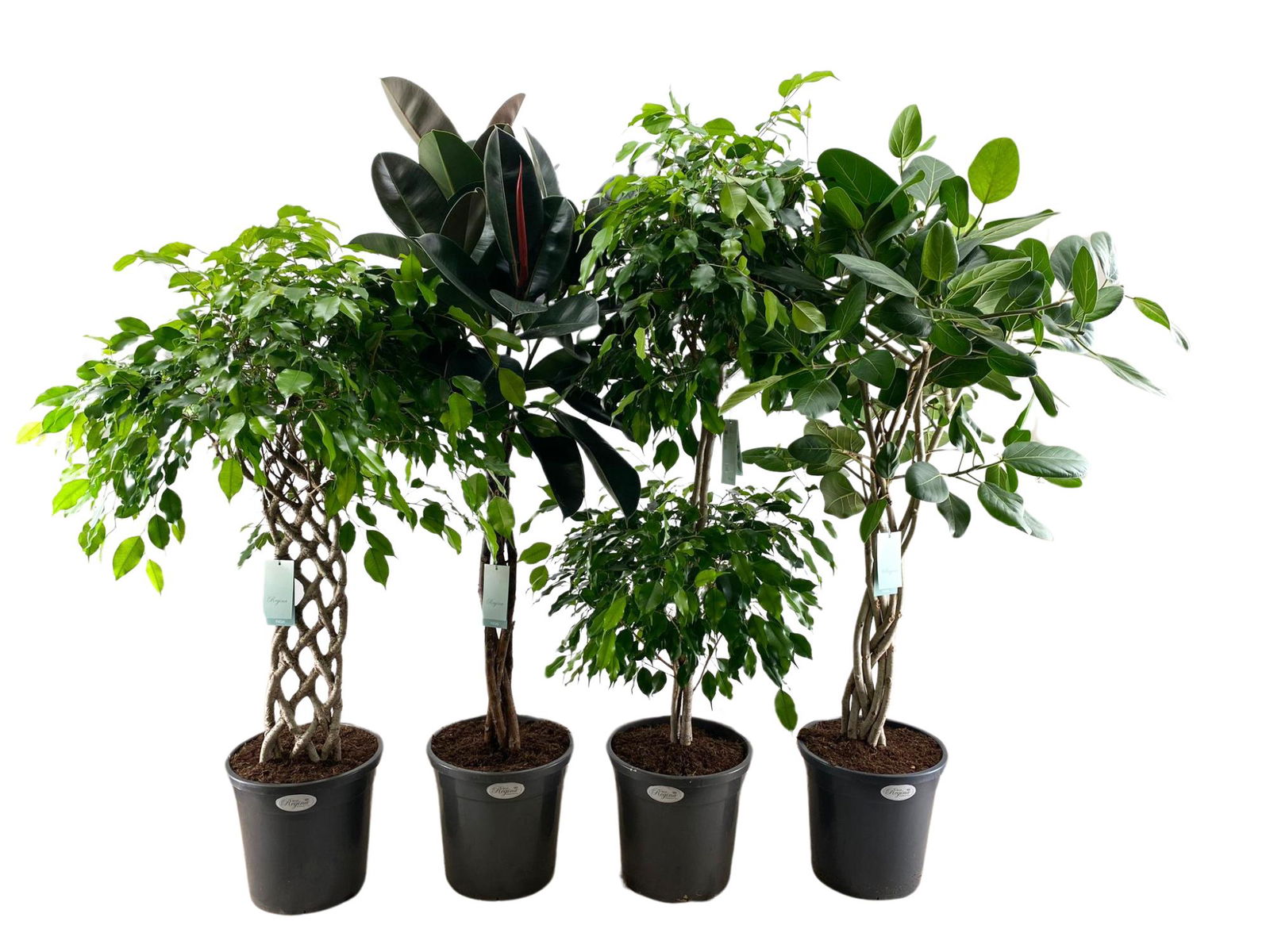 Vazoninis augalas fikusas, Ø 31, 140 cm, lot. FICUS STEM MIX