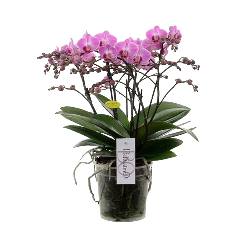 Vazoninis augalas orchidėja, Ø 14, 80 cm, lot. VANDA