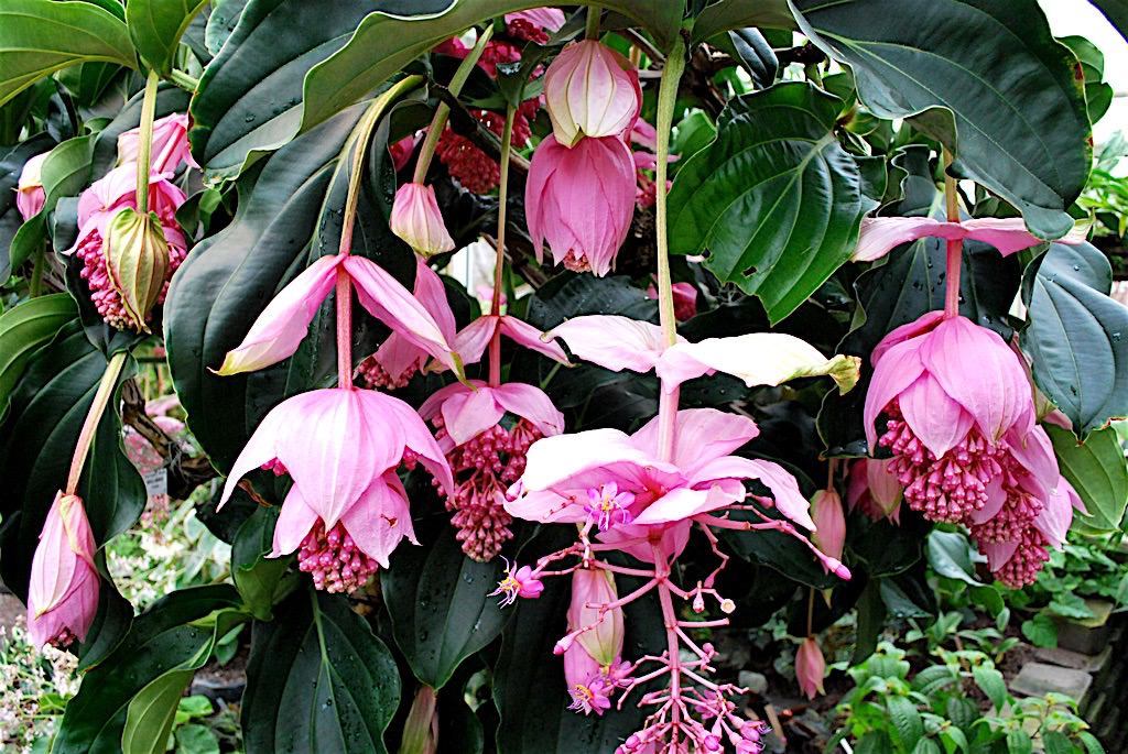 Vazoninis augalas medinilė, Ø 17, 55 cm, lot. MEDINILLA MAGNIFICA 2 FLOW