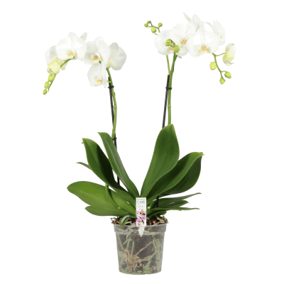 Vazoninis augalas orchidėja, Ø 22, 100 cm, lot. CYMBIDIUM OVERIG