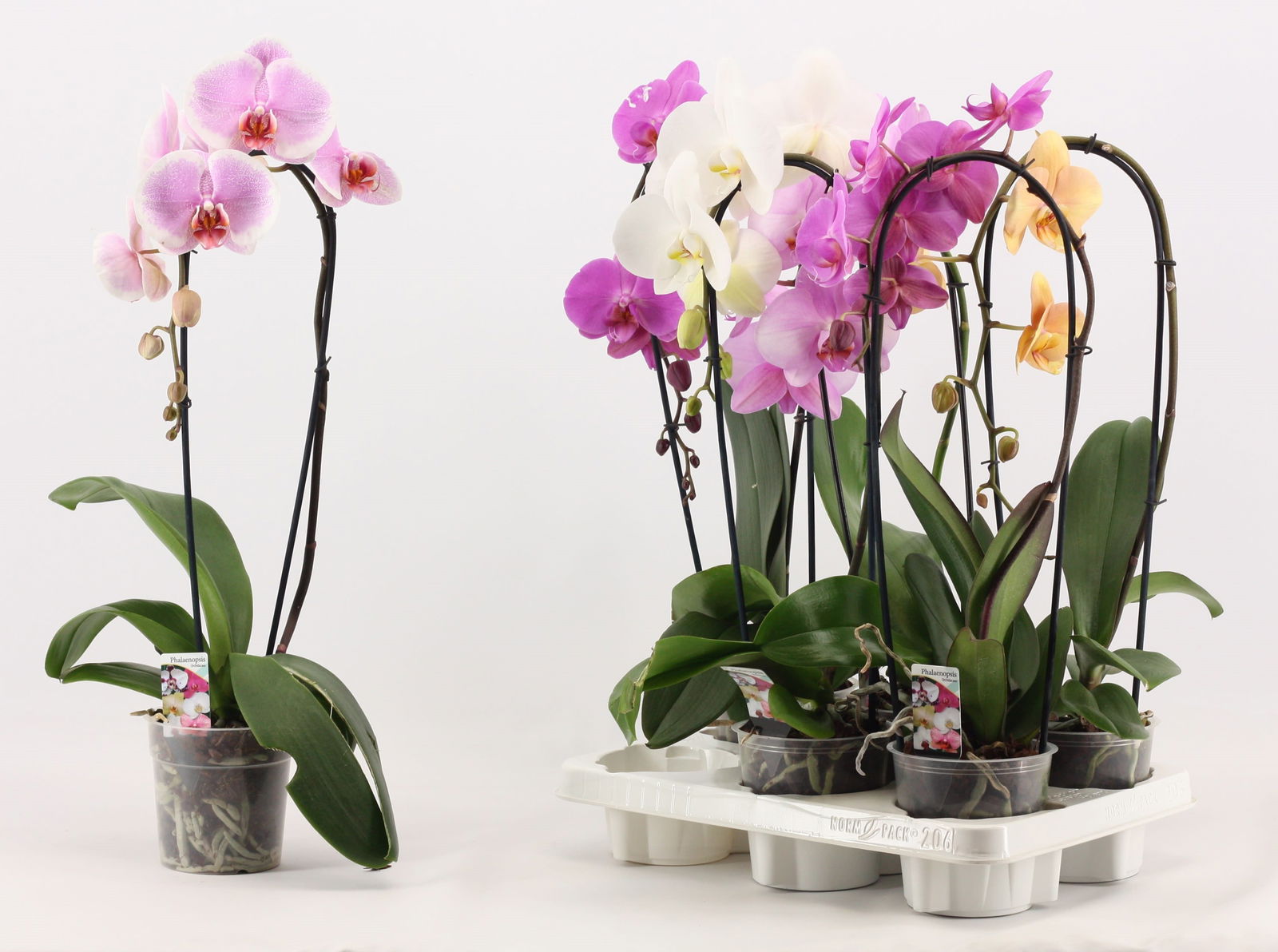 Vazoninis augalas falenopsis, Ø 12, 40 cm, lot. PHALENOPSIS CASCADE MIX, 2 stiebai