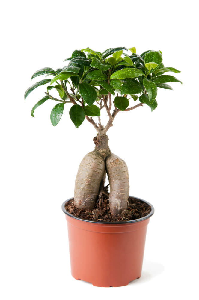 Vazoninis augalas bonsas, Ø 12, 30 cm, lot. FICUS GINSENG