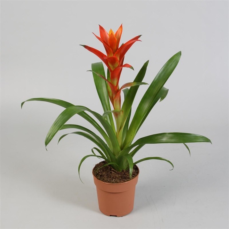 Vazoninis augalas guzmanija, Ø 12, 45 cm, lot. GUZMANIA