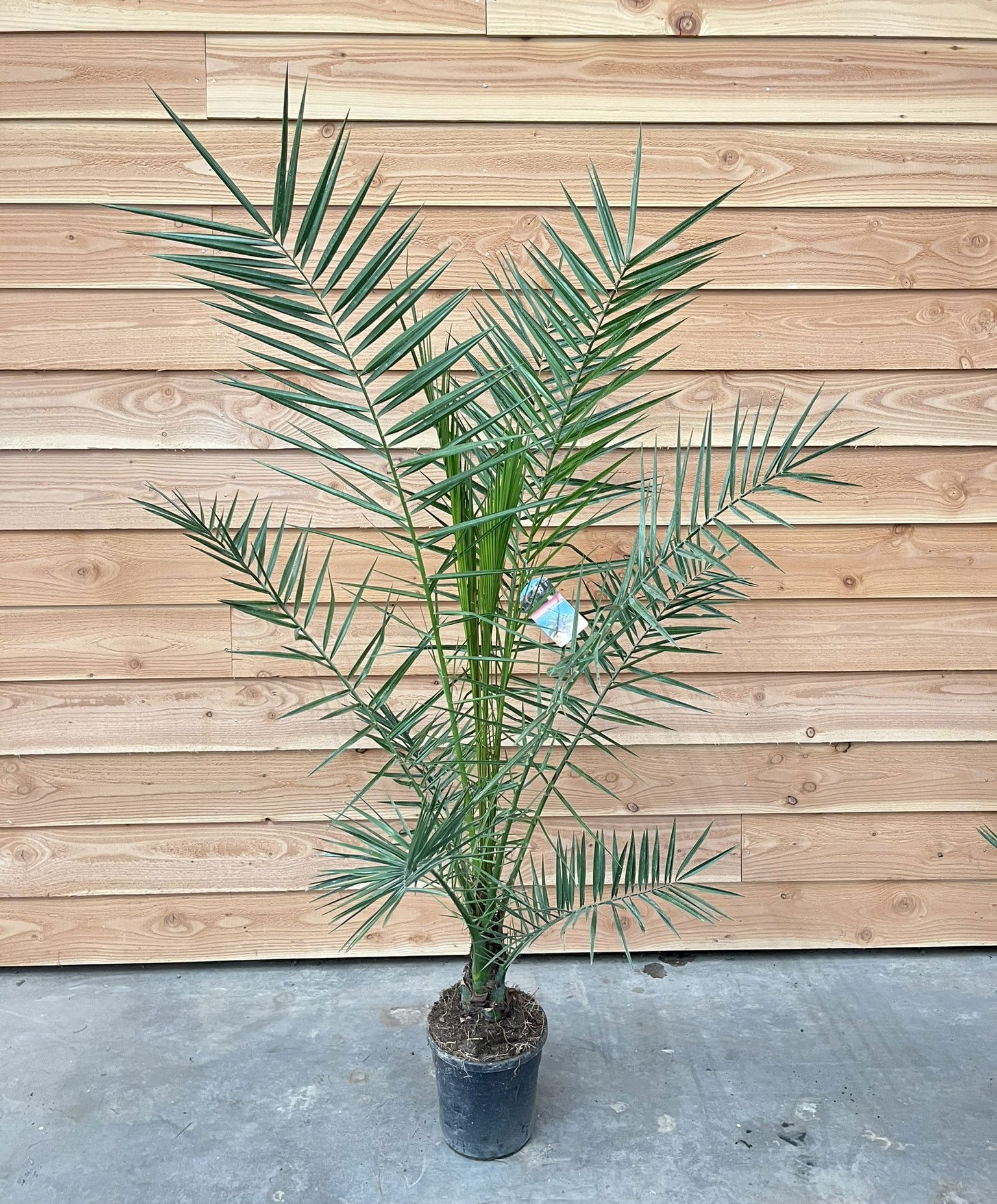 Vazoninis augalas finikas, Ø 24, 140 cm, lot. PHOENIX CANARIENSIS