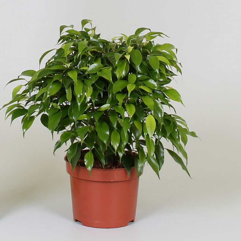 Vazoninis augalas fikusas, Ø 12, 25 cm, lot. FICUS BEN. GREEN KINKY