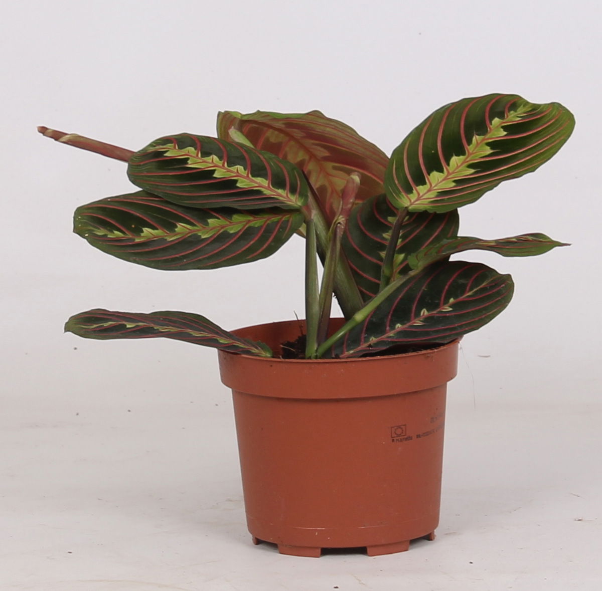 Vazoninis augalas maranta, Ø 12, 30 cm, lot. MARANTA TRICOLOR