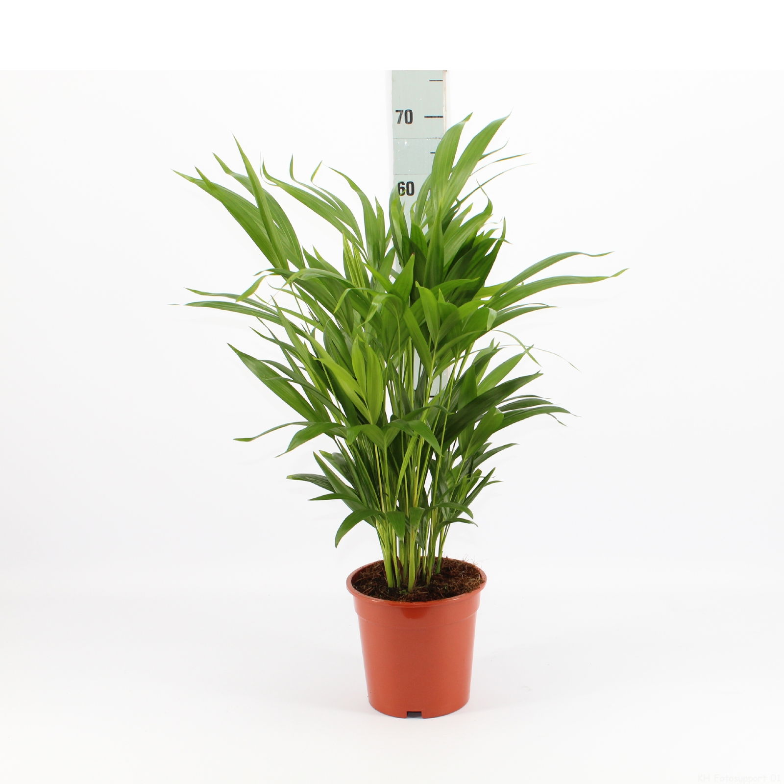 Vazoninis augalas dipsis, Ø 17, 70 cm, lot. DYPSIS LUTESCENS